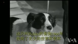 1966年一只狗狗让世界杯失而复得 1966年一只狗狗让世界杯失而复得