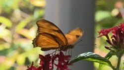 Triển lãm bướm tại Viện bảo tàng Smithsonian Triển lãm bướm tại Viện bảo tàng Smithsonian