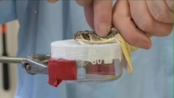 科学家研制解毒剂抗撒哈拉以南各种毒蛇 科学家研制解毒剂抗撒哈拉以南各种毒蛇