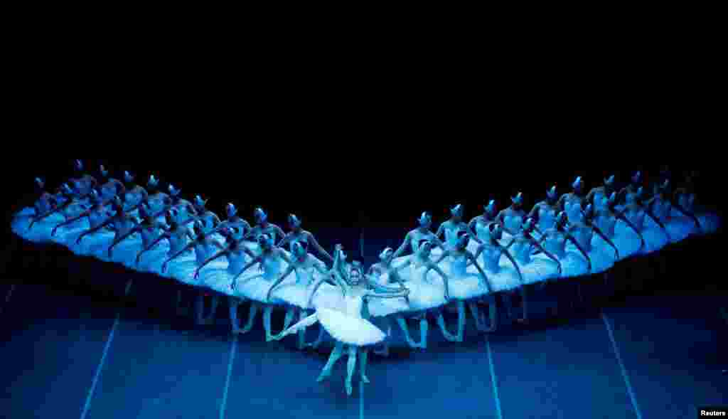 2018年12月1日,德国柏林,上海芭蕾舞团彩排《天鹅湖》,作为“世界上最大的《天鹅湖》”,舞台上不只有16只天鹅,而是48只。