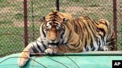 2009年5月7日,在中国东北辽宁省沈阳市哈尔滨东北虎繁育中心,一只东北虎蹲在一辆旅游大巴上。中国表示,将允许在“特殊情况下”买卖濒危老虎和犀牛产品,推翻了此前的禁令,并招致环保组织的谴责。