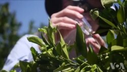 加州柑橘业以虫剋虫应付黄龙病 加州柑橘业以虫剋虫应付黄龙病