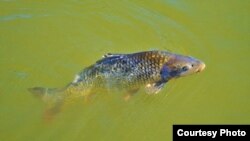 亚洲鲤鱼入侵,美国如临大敌。