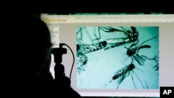 一名美国卫生官员在佛罗里达州通过显微镜观察伊蚊。 (2016年6月28日)