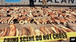 Các viên chức Kenya trưng ra một số ngà voi tịch thu được