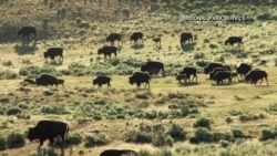 美国万花筒:国家公园之旅-美国西部地标黄石国家公园 美国万花筒:国家公园之旅-美国西部地标黄石国家公园