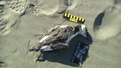 美国万花筒:气候变暖造成美西岸海鸟死亡 美国万花筒:气候变暖造成美西岸海鸟死亡