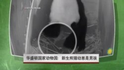 华盛顿动物园:新生熊猫幼崽是男孩 华盛顿动物园:新生熊猫幼崽是男孩