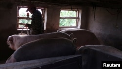 中国黑龙江省哈尔滨市郊一个养猪场的工人在喂猪。(2018年9月5日)