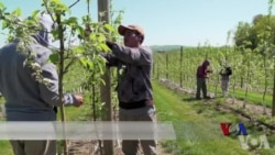 美国加强移民执法 宾州农场主担心劳动力不足 美国加强移民执法 宾州农场主担心劳动力不足