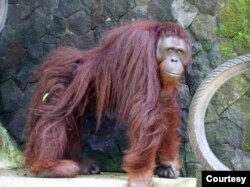 Orangutan Kalimantan (Pongo pygmaeus) ditranslokasi dari Yogyakarta ke PSO Arsari di Kabupaten Penajam Paser Utara, Kaltim, Selasa (17/8). (Foto courtesy : Kementerian Lingkungan Hidup dan Kehutanan)