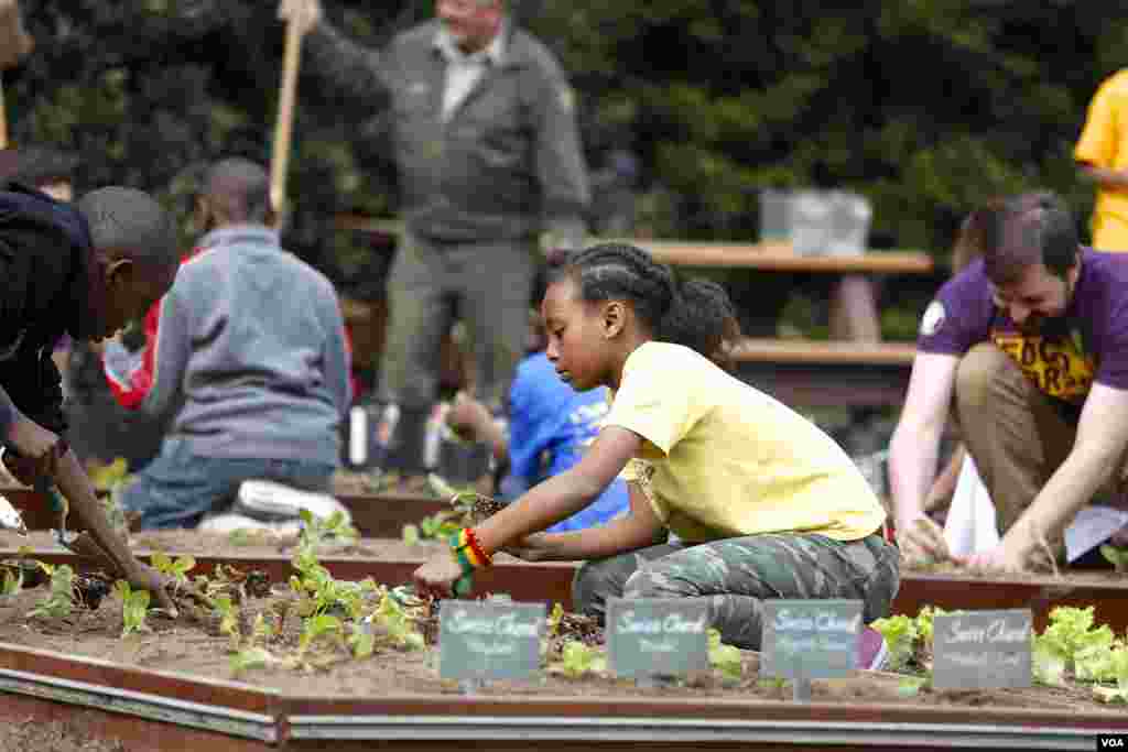美国第一夫人白宫种菜推动全民健康(美国之音常晓拍摄)