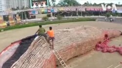 မနီလာမြို့ထဲသောင်တင်နေတဲ့ ဝေလငါးကြီး မနီလာမြို့ထဲသောင်တင်နေတဲ့ ဝေလငါးကြီး