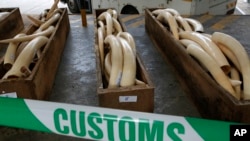 香港海关截获的非法走私象牙(美联社)