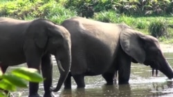 反偷猎战(1):消逝的森林象 反偷猎战(1):消逝的森林象