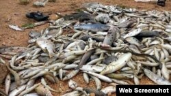 Cá chết trắng ven biển miền Trung (ảnh chụp từ trang vietnamnet)