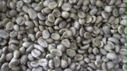 专家如何确定埃塞俄比亚咖啡最佳 专家如何确定埃塞俄比亚咖啡最佳