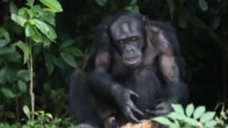 美国万花筒:共和党内分歧大 川普如何兑现竞选承诺;旅行限令的意外收获;美观又美味的农作物园艺 美国万花筒:共和党内分歧大 川普如何兑现竞选承诺;旅行限令的意外收获;美观又美味的农作物园艺