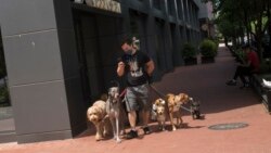 一名职业遛狗人在白领涌入的中国城高档公寓地区遛狗(美国之音记者文灏拍摄)