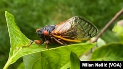 华盛顿地区夏日可见的红眼十七年蝉,俗称“知了”。上海媒体集团东方卫视旗下的主持人兼记者宣克炅晨跑时头顶上知了叫得没完没了让他心绪烦乱,加上天气又闷热,因此有感而发,写了一首“致知了”打油诗,却不曾想陷入了“文字狱”。