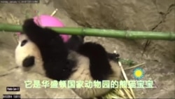 “美籍华裔”大熊猫宝宝即将回到中国