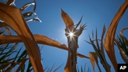 内布拉斯加州弗里蒙特的一处玉米地(资料照)