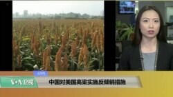 VOA连线(卡拉):中国对美国高粱实施反倾销措施 VOA连线(卡拉):中国对美国高粱实施反倾销措施