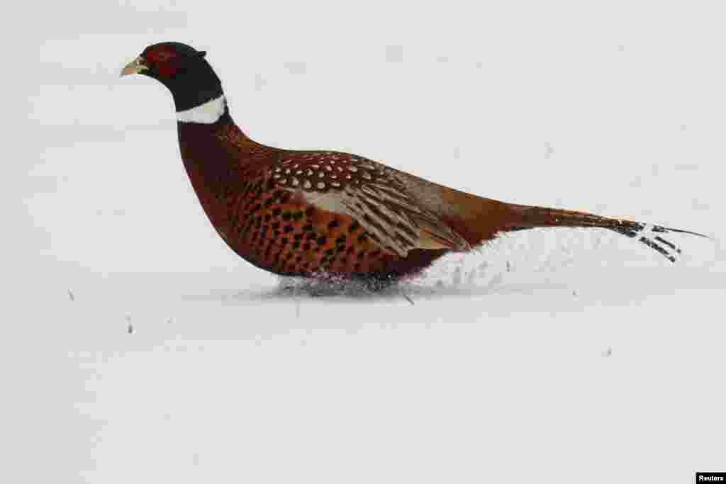 2019年1月23日,冬季,法国,一只野鸡(pheasant)在尼尔尼斯的雪地奔跑。