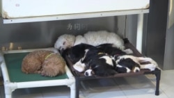 狗年切忌一时冲动养狗 狗年切忌一时冲动养狗