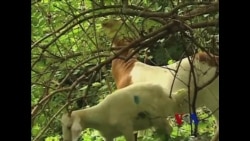 山羊清理杂乱的藤蔓野草 山羊清理杂乱的藤蔓野草