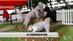 为小狗策划的艺术展 为小狗策划的艺术展