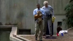 华盛顿国家动物园小狮子通过游泳关 华盛顿国家动物园小狮子通过游泳关