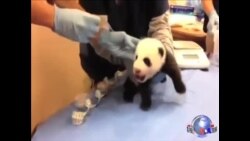 为美国国家动物园熊猫幼崽取名 为美国国家动物园熊猫幼崽取名