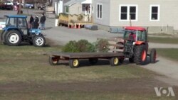 天然圣诞树——最正宗的节日体验 天然圣诞树——最正宗的节日体验