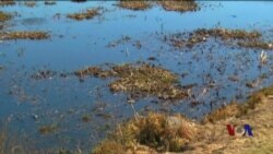 从食物链源头着手治理藻类 从食物链源头着手治理藻类