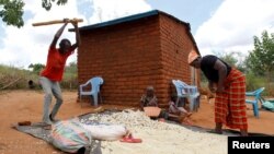 肯尼亚一个农民家庭正在采收农作物(路透社2021年3月17日)