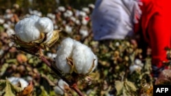 中国新疆哈密一名女子正在摘棉花(2018年10月14日)