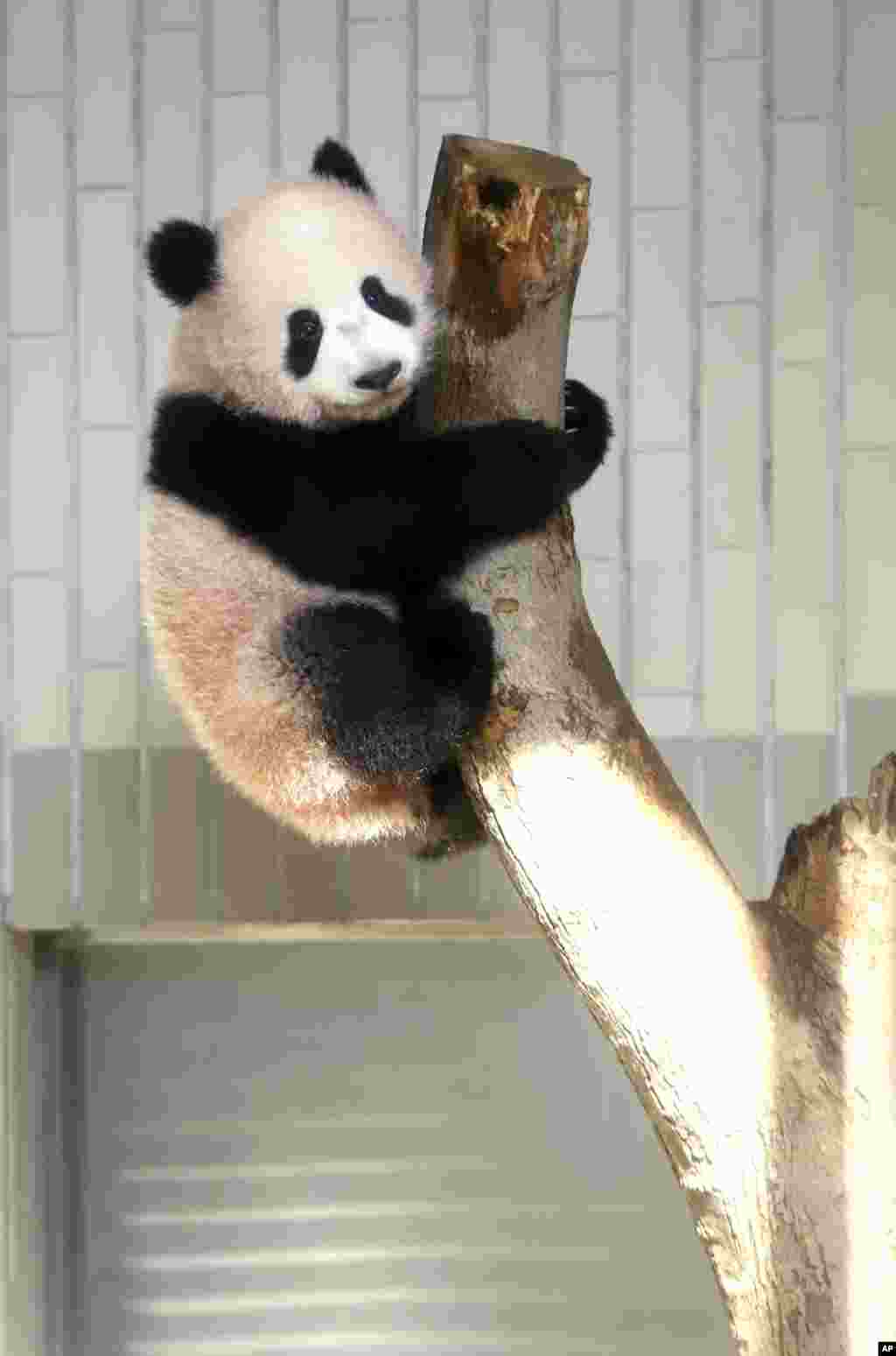 在东京上野动物园的媒体见面会中,6个月大的雌性大熊猫幼仔香香爬上树(2017年12月18日)。