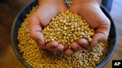 贾斯汀·罗斯在爱荷华州布鲁克林的仓库捧着一把大豆(2018年11月21日)。