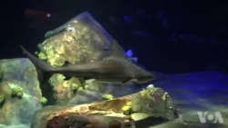 鲨鱼重回纽约水族馆 鲨鱼重回纽约水族馆