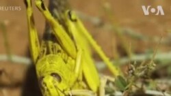 အရှေ့အာဖရိကကို ခြိမ်းခြောက်လာနိုင်တဲ့ကျိုင်းကောင် အရှေ့အာဖရိကကို ခြိမ်းခြောက်လာနိုင်တဲ့ကျိုင်းကောင်