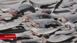 Vụ phơi vi cá mập ở Chile: Việt Nam chưa lên tiếng Vụ phơi vi cá mập ở Chile: Việt Nam chưa lên tiếng