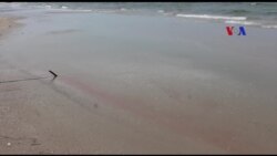 Biển Thừa Thiên Huế nhiễm độc đỏ Biển Thừa Thiên Huế nhiễm độc đỏ