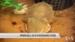 两栖机器人在水中和陆地畅行无阻 两栖机器人在水中和陆地畅行无阻