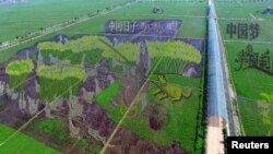 中国辽宁沈阳水稻田三维画,上面有“中国日子呱呱叫”“中国梦” “幸福起”字样(2015年6月22日)