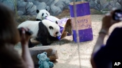 2015年7月15日,美国出生的大熊猫双胞胎美轮和美奂在亚特兰大动物园两岁生日时赏玩生日礼物。它们在11月3日被送回中国。