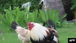 鸡能成为现代都市一员吗?