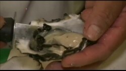 美国万花筒:把牡蛎当好酒般品尝 美国万花筒:把牡蛎当好酒般品尝