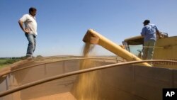 资料照:巴西农场工人把收获的大豆装入卡车。(2009年3月17日)