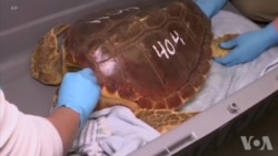 带海龟北漂受困 带海龟北漂受困